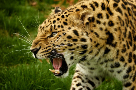 ansikt, fangs, rovdyret, Amur-leoparden, villkatt