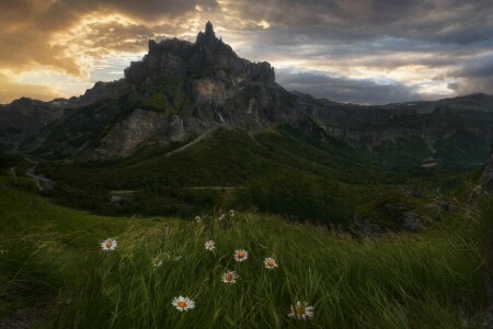 flores, Relva, montanhas, natureza