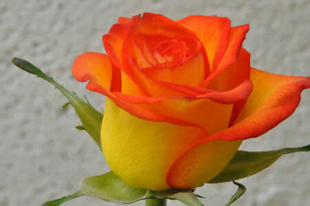 Bud, macro, natureza, pétalas, plantar, rosa