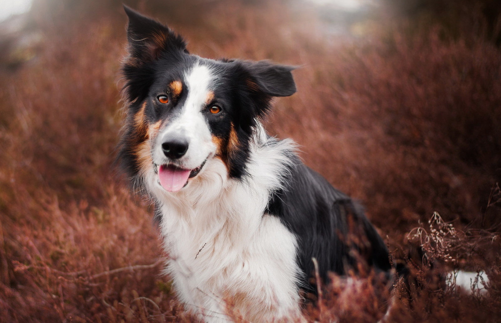 se, bakgrund, hund, varje