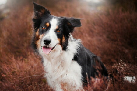 bakgrund, hund, varje, se