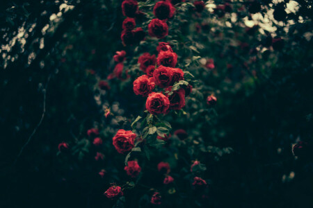 flowers, petals, red, roses