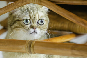 gato, Koshak, Mira, Cabello corto