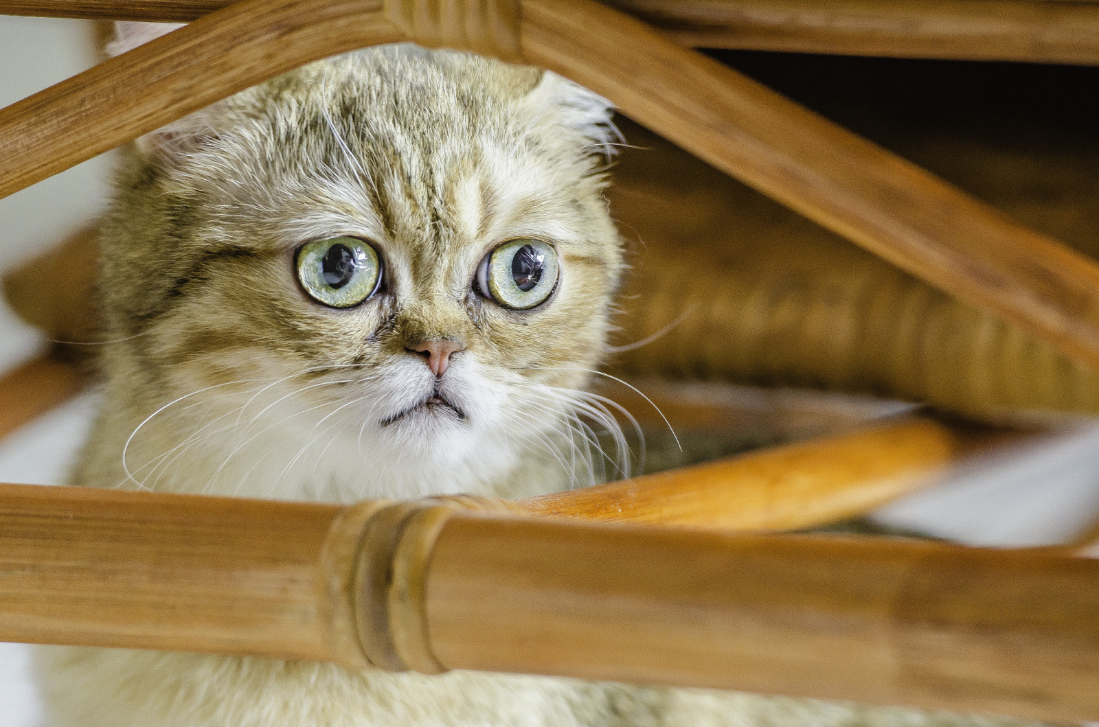 Veja, gato, Koshak, Cabelo curto