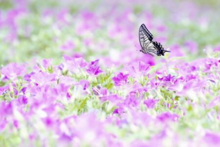 BUTTERFLY, field of flowers, flight, wings