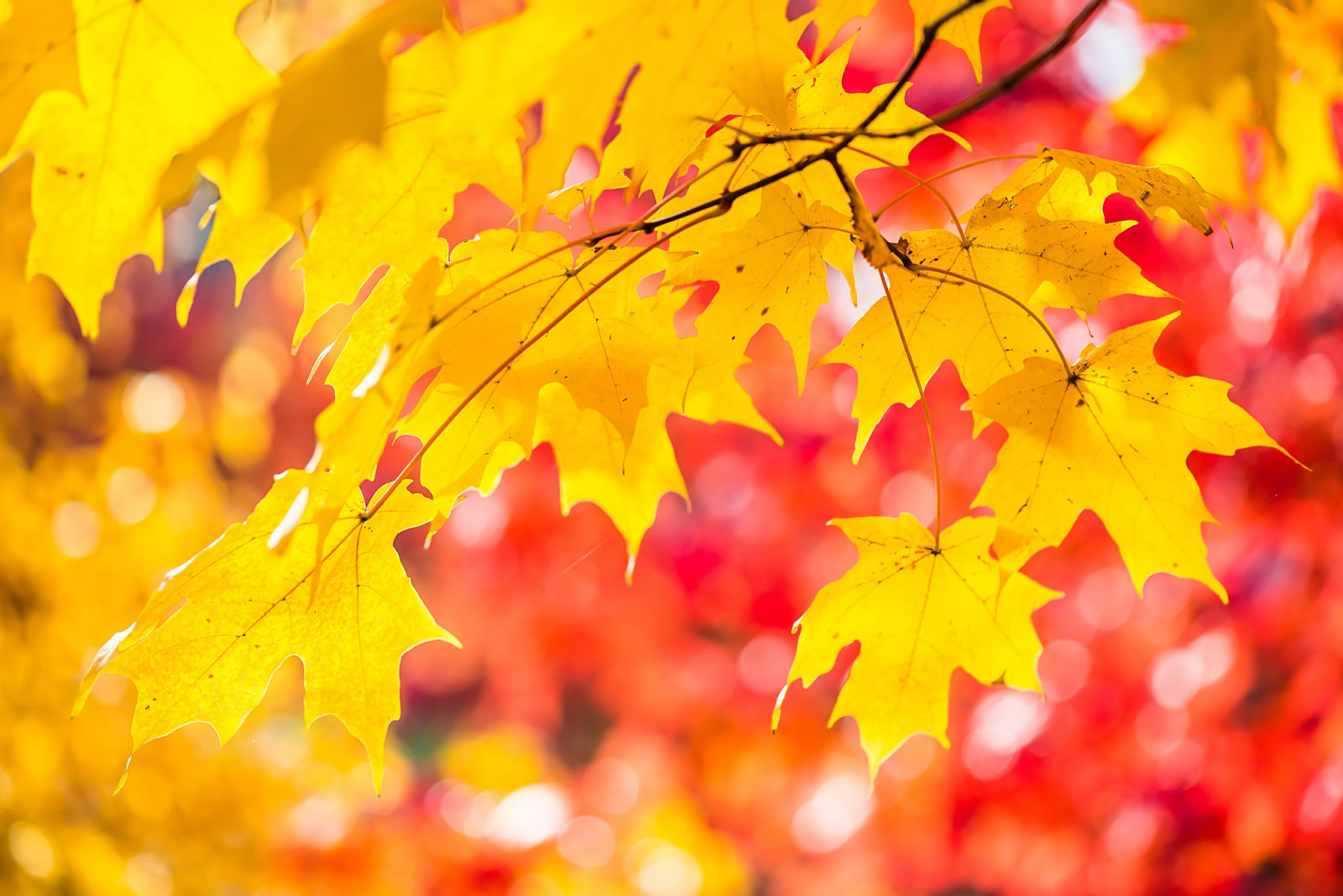 autumn, light, leaves, paint, maple