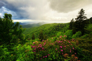 wolken, bloemen, Woud, groenten, landschap, bergen, natuur, struikgewas