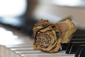 macro, piano, rose