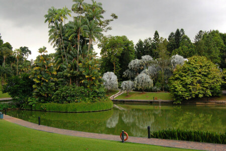 diseño, césped, césped, palmeras, Parque, estanque, Singapur, arboles