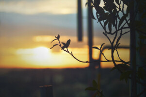 branche, feuilles, plante, le coucher du soleil