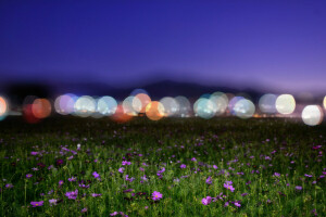 bokeh, champ, fleurs, lumières, nuit