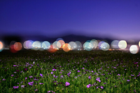 bokeh, field, flowers, lights, night