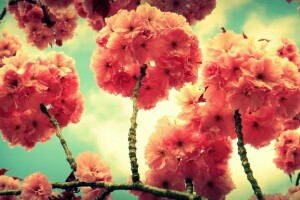 branch, flowers, spring, tree