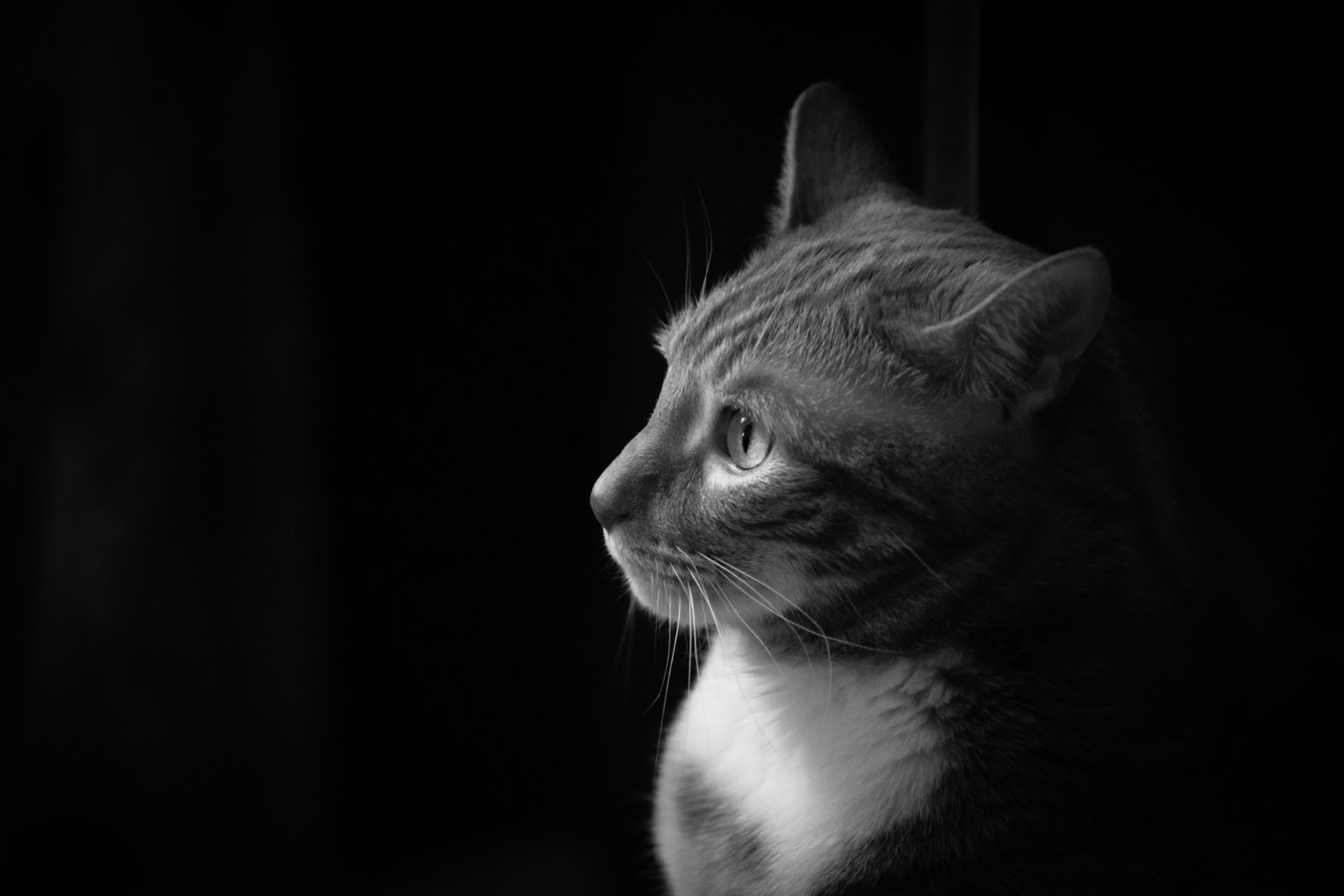 cat, black, white