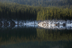 лес, природа, отражение, деревья, воды