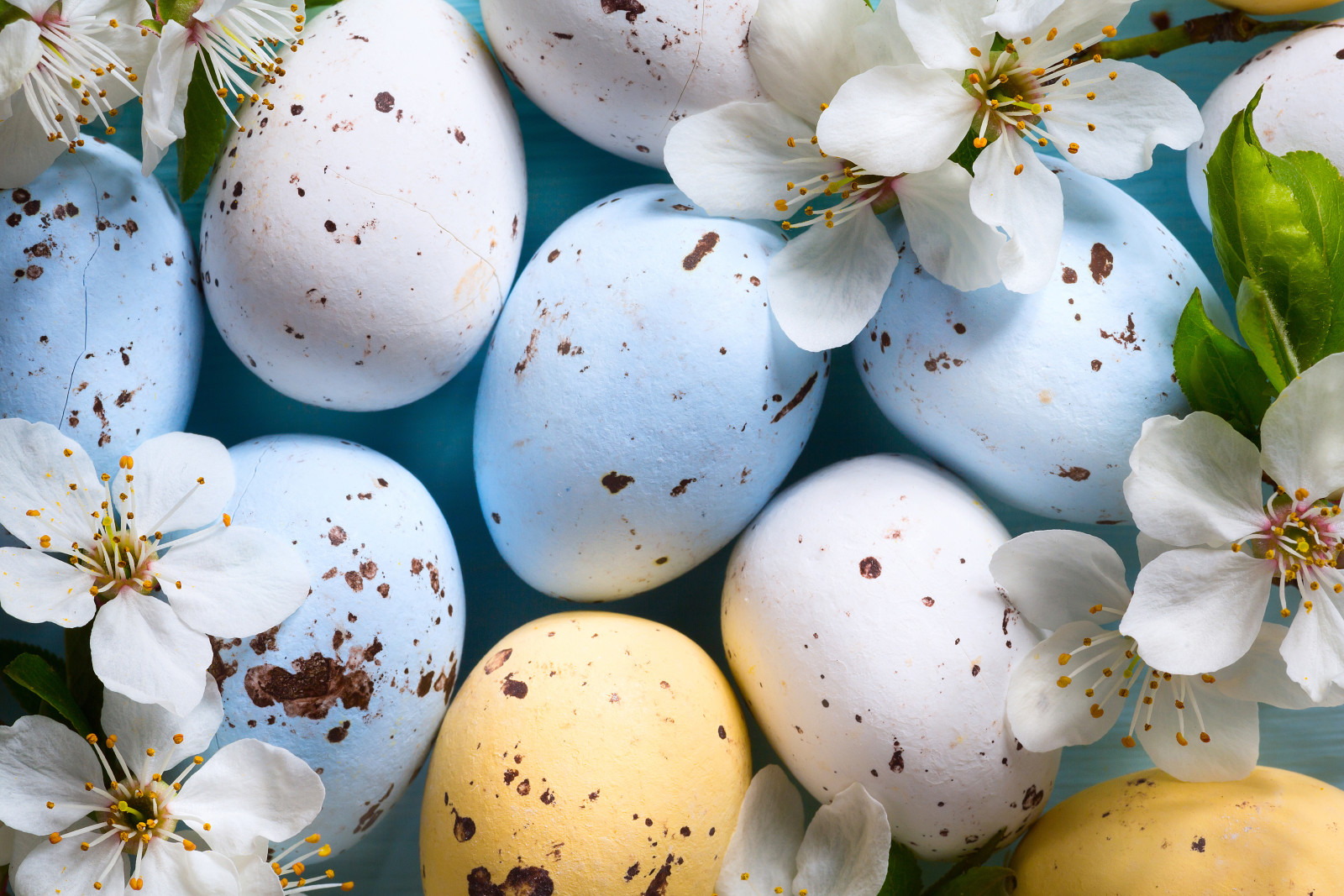 Geäst, Urlaub, Eier, Blumen, Kirsche, Ostern