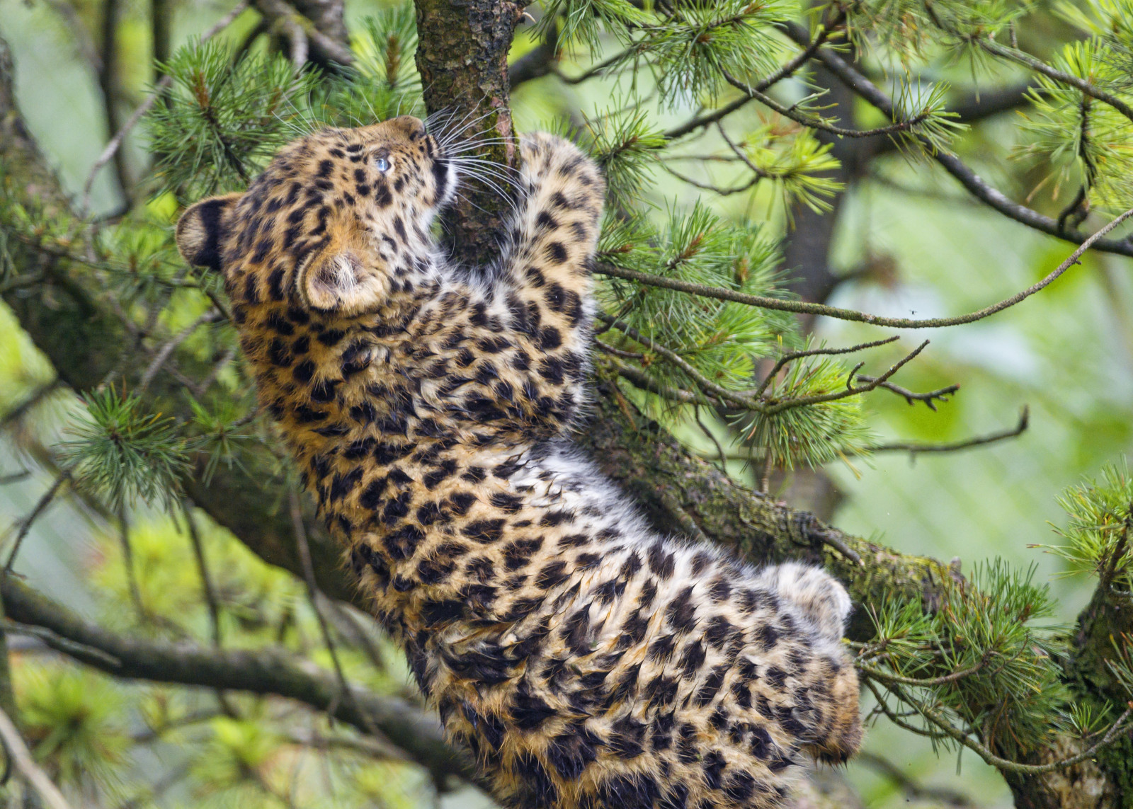 grene, kat, fyrretræ, cub, kitty, Leopard, Amur, © Tambako Jaguaren