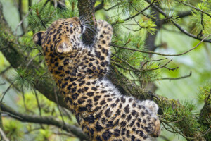 Amur, větve, kočka, mládě, koťátko, Leopard, borovice, © Tambako The Jaguar