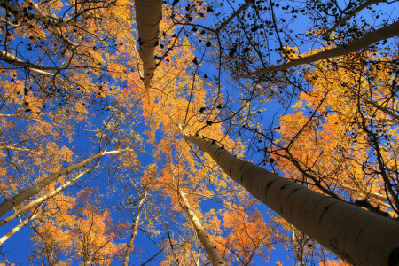 álamo temblón, otoño, Colorado, hojas, el cielo, arboles, Estados Unidos