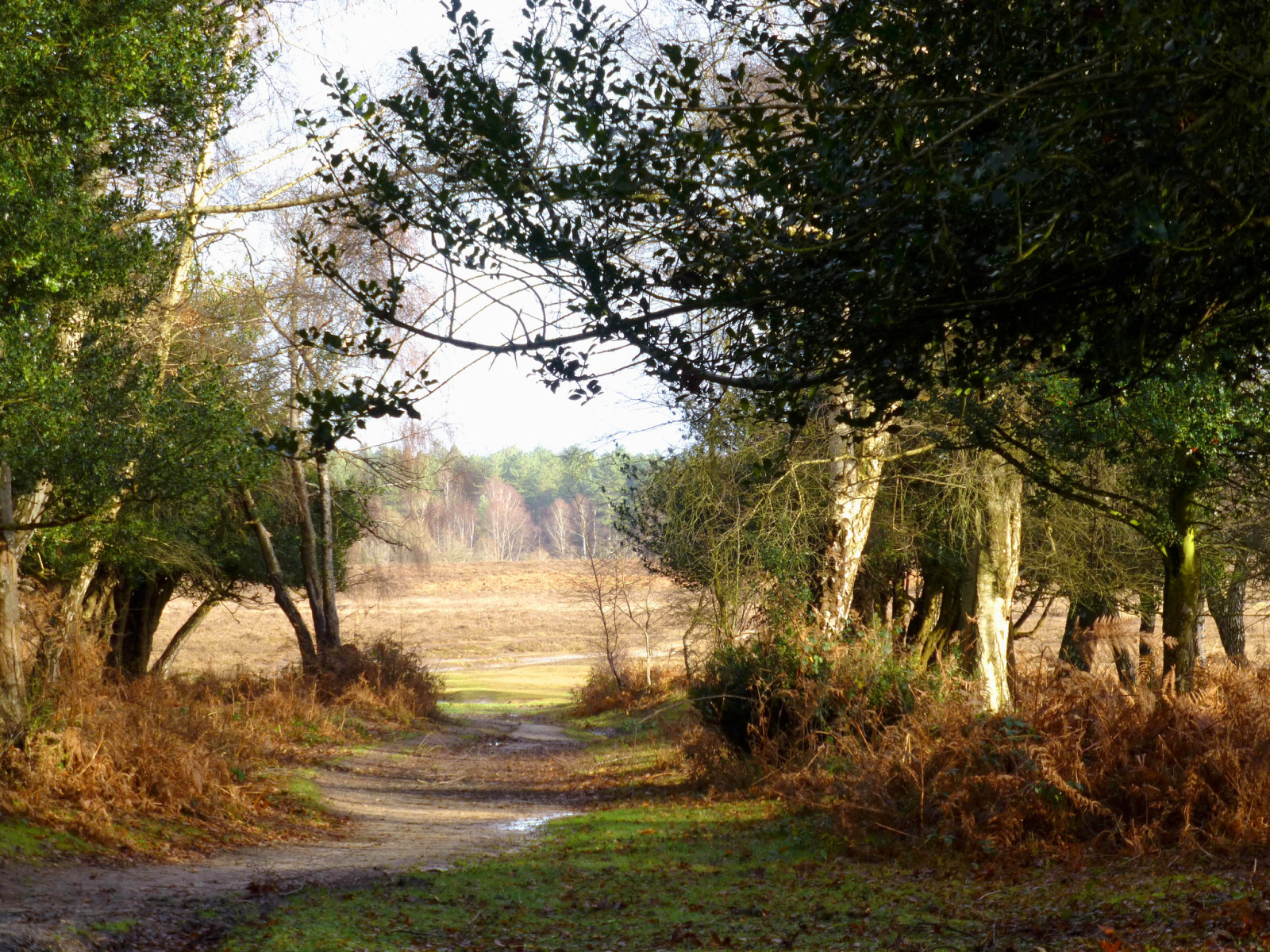 forest, trees, field, water, path