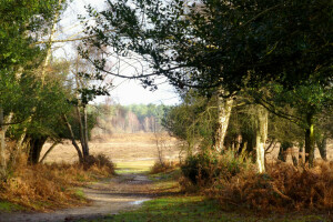 Feld, Wald, Pfad, Bäume, Wasser