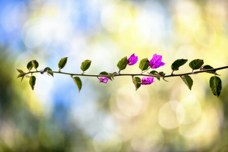 bokeh, branch, leaves, treatment