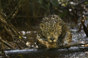 (filma), Amazon, Amazonia, Jaguar, rovdjur