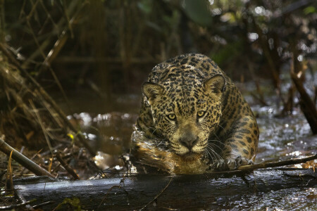 (Film), Amazonas, Amazonien, Jaguar, Raubtier