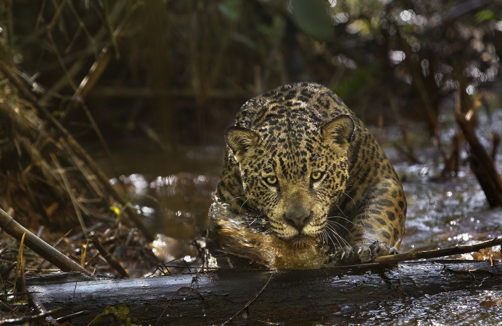 rovdjur, Jaguar, Amazon, (filma), Amazonia