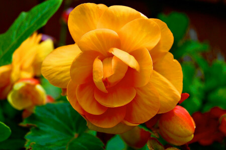 Bud, flower, leaves, petals