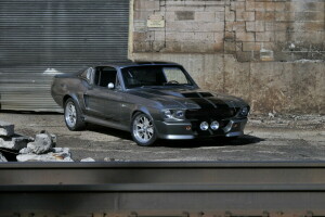 Ford, GT500, yabani at