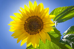 le foglie, macro, petali, girasole, il cielo