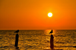 vogel, zee, Zeemeeuw, zonsondergang, de lucht, de zon