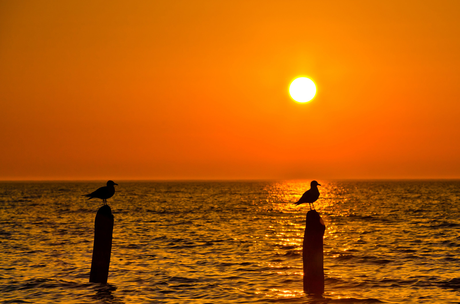 the sky, sunset, sea, bird, the sun, Seagull