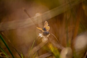 BUTTERFLY, glare, grass, summer