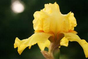 iris, macro, naturaleza, amarillo