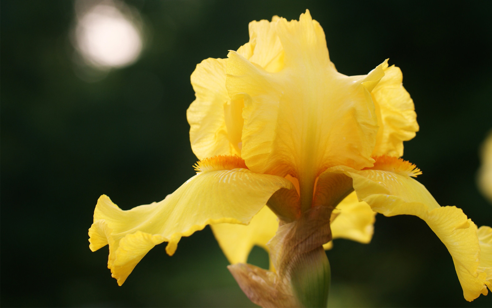 natura, macro, giallo, iris