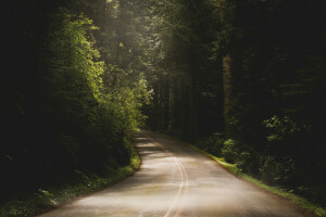 asfalto, strada, alberi