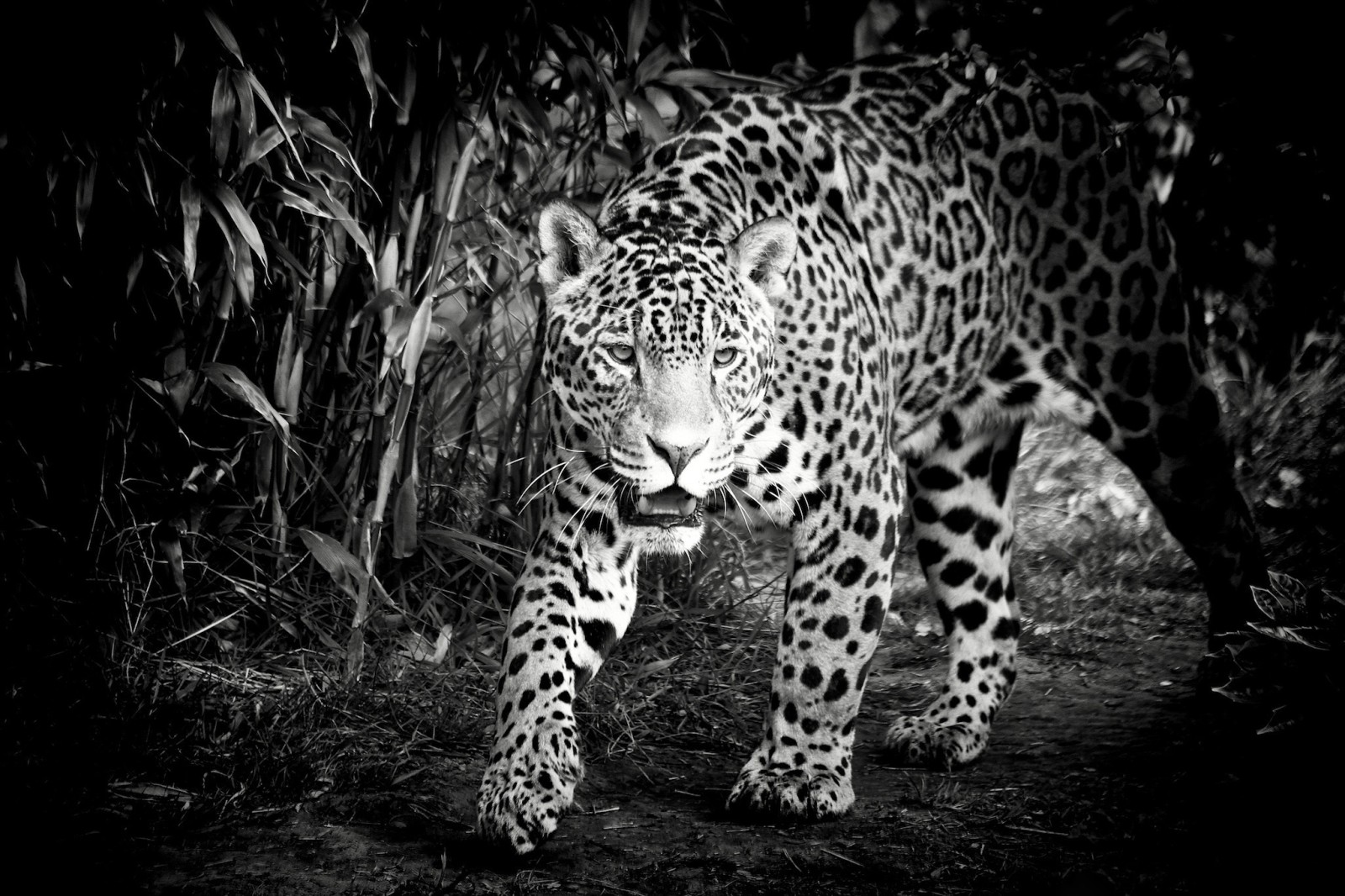 black and white, face, predator, wild cat, Jaguar