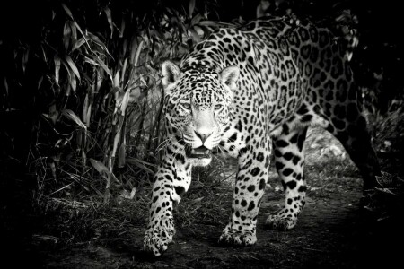 en blanco y negro, cara, Jaguar, depredador, gato salvaje