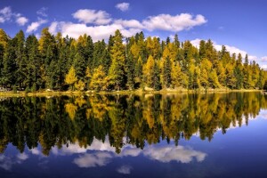 höst, skog, Graubünden, sjö, Lake Champfer, reflexion, schweiz, träd