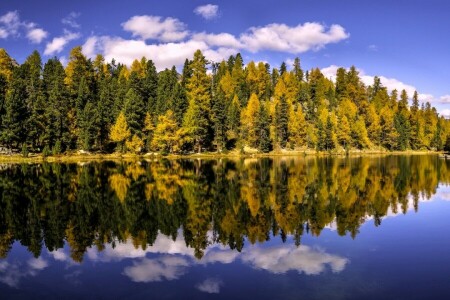 φθινόπωρο, δάσος, Graubünden, λίμνη, Lake Champfer, αντανάκλαση, Ελβετία, δέντρα