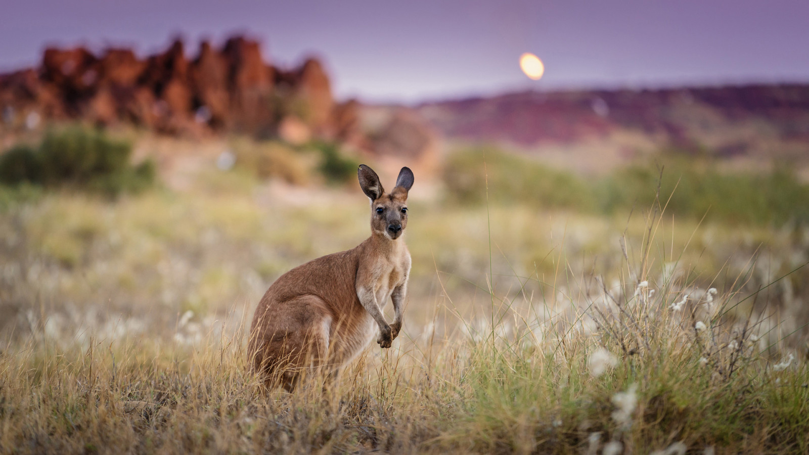 dopoludnia, Austrália, klokan