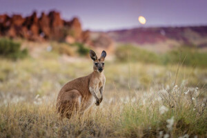 Australia, cangur, dimineaţă