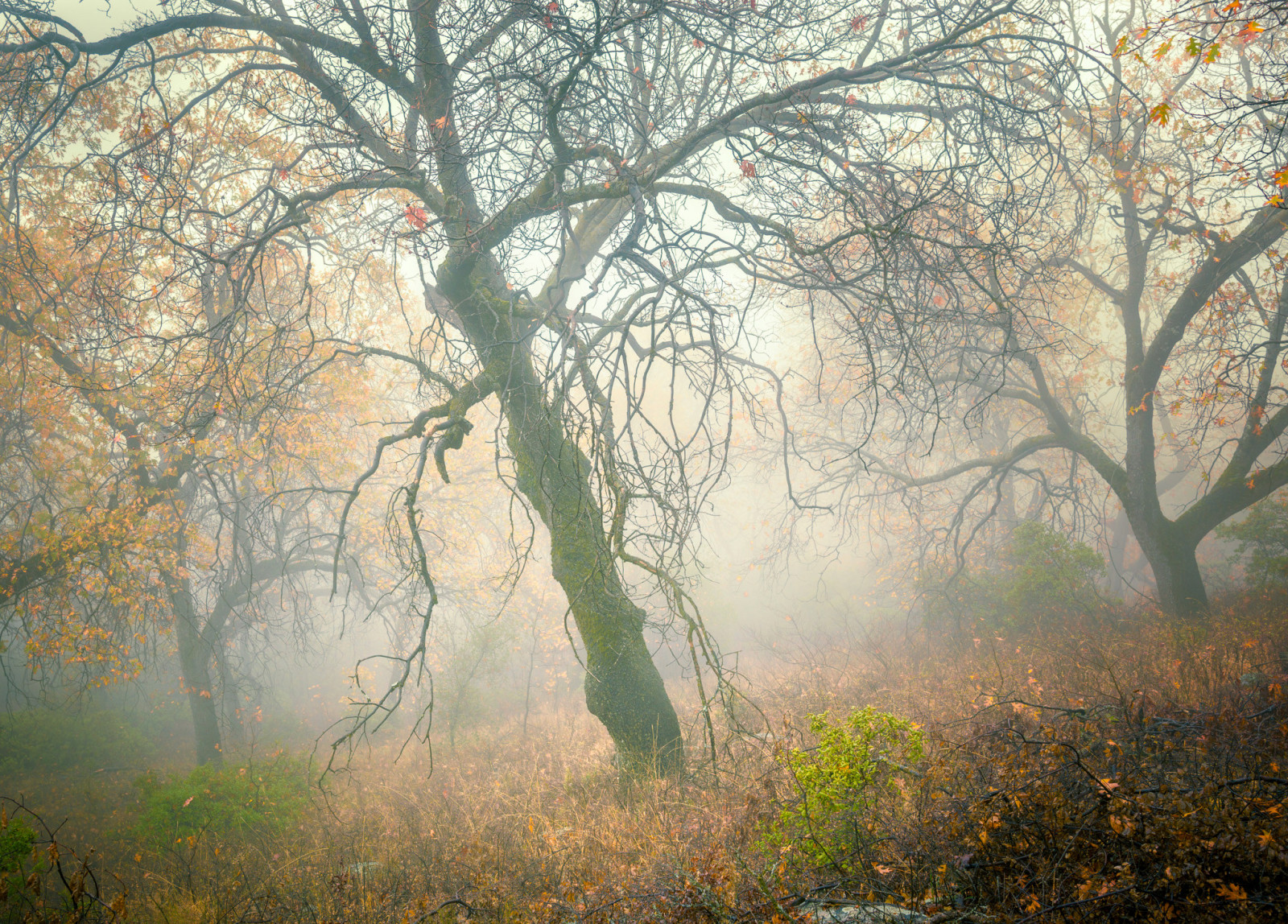 autumn, forest, trees, fog, slope