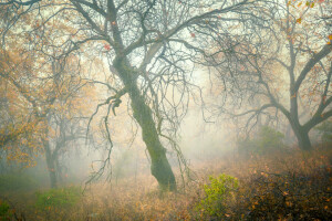 autunno, nebbia, foresta, pendenza, alberi