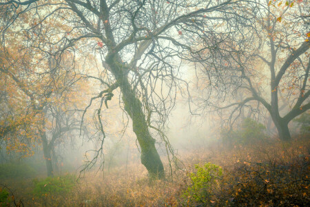 autumn, fog, forest, slope, trees