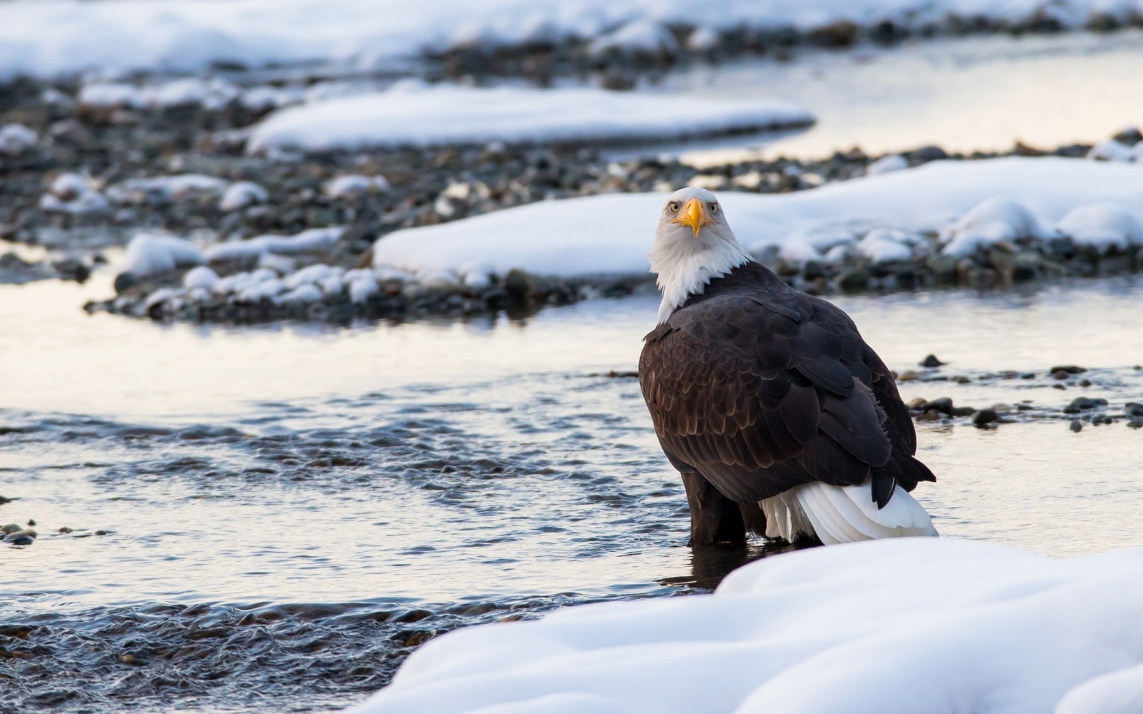 neve, inverno, uccello, predatore, aquila calva