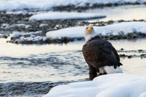 Águila calva, pájaro, depredador, nieve, invierno