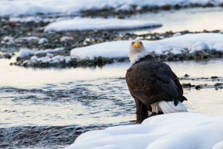 Weißkopfseeadler, Vogel, Raubtier, Schnee, Winter